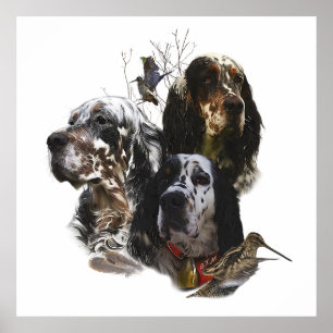 Poster Anglais Setter, chasse aux oiseaux