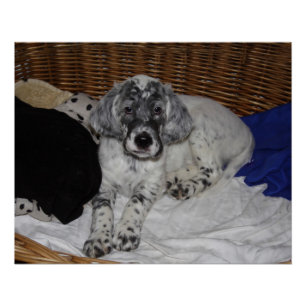 Poster Anglais Setter Puppy