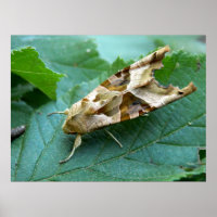 Poster Angle Shades Moth