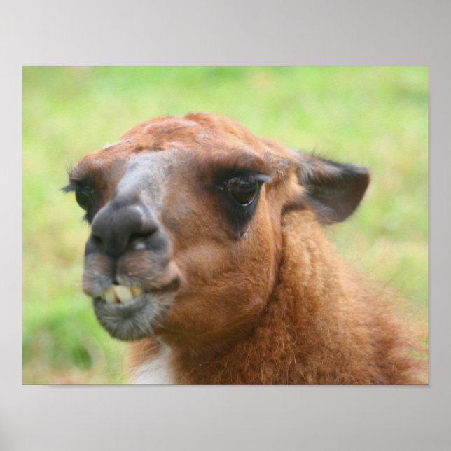 Poster Angry Llama Animal de ferme (Devant)