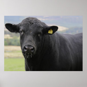 Poster Angus black beef bull