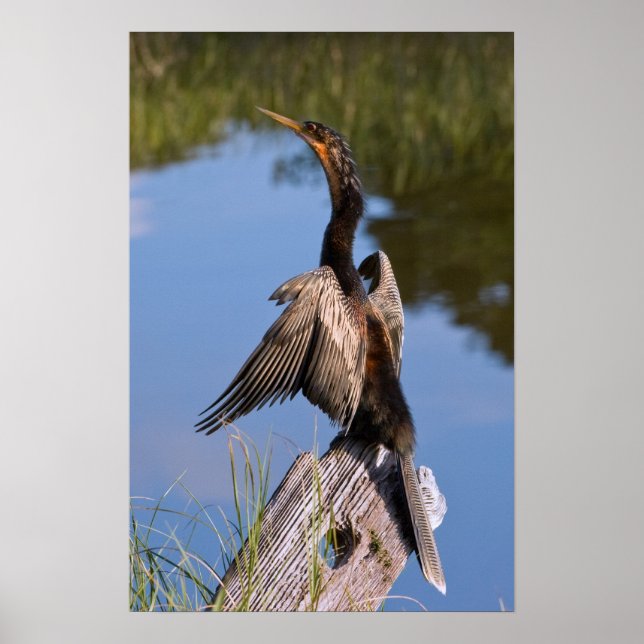 Poster Anhinga à l'étang (Devant)
