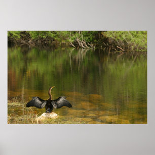 Poster Anhinga dans les Everglades