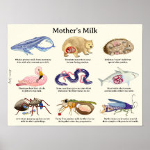 Poster animal au lait de la mère