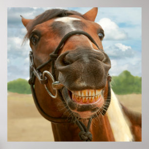 Poster Animal - Cheval - J'ai finalement enlevé mes brace