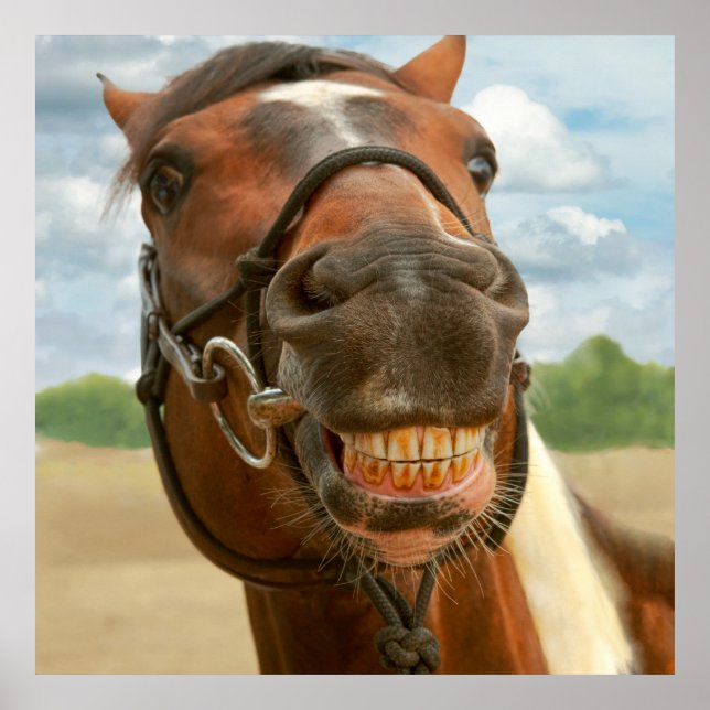 Poster Animal - Cheval - J'ai finalement enlevé mes brace (Devant)