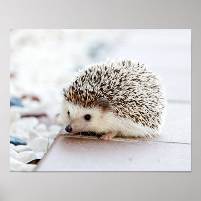 Poster Animal de Cute (Devant)