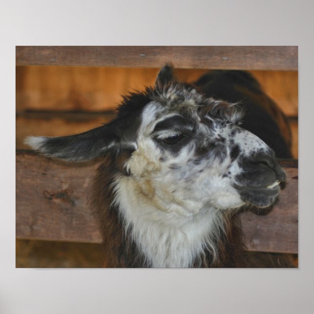 Poster Animal De La Ferme De Llama Noir Et Blanc (Devant)