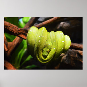 Poster Animal de serpent vert