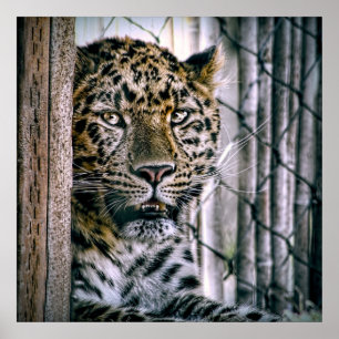 Poster Animal exotique de zoo de léopard d'Amur