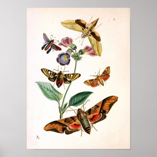 Poster Animal-Insect-Papillon-Rare-Livre-Oriental-Entymol (Devant)