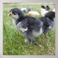 animal, poulet, ferme, mignonette, oiseau, bébé,