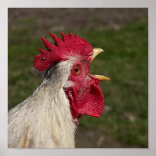 Poster animal, poulet, ferme, mignonette, oiseau, bébé,