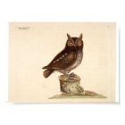 Poster animal vintage - Chouette