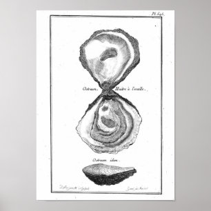 Poster animal vintage - Huître