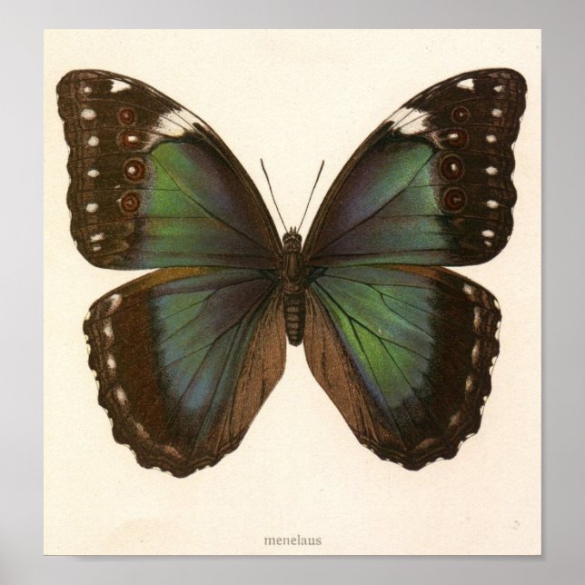 Poster Animal vintage-insecte-papillon-spécimen (Devant)