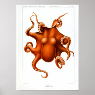 Poster animal vintage - Octopus