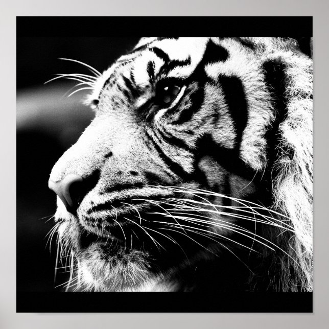 Poster Animals-40 (Front)