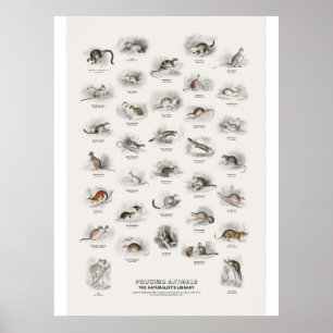 Poster Animaux à poche - Bibliothèque du naturaliste