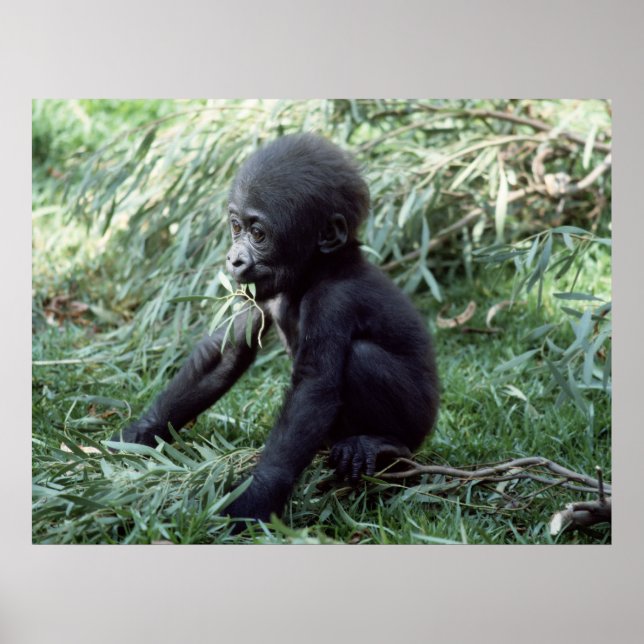 Poster Animaux - Baby Gorilla Gros plan (Devant)