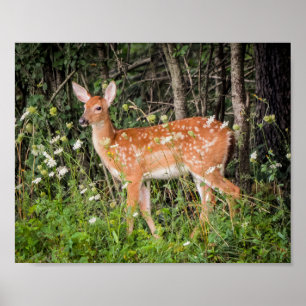 Poster Animaux Bébés Faon Cerf