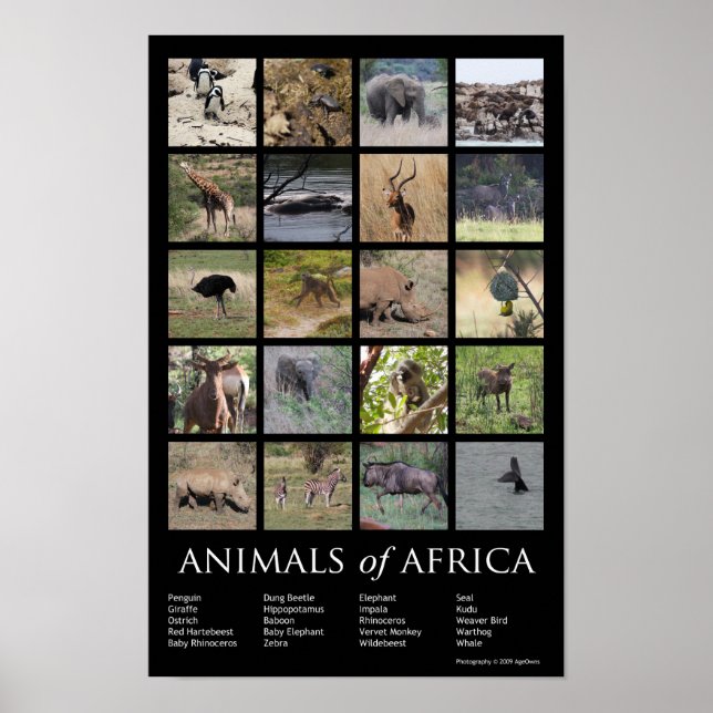 Poster Animaux d'Afrique (Devant)