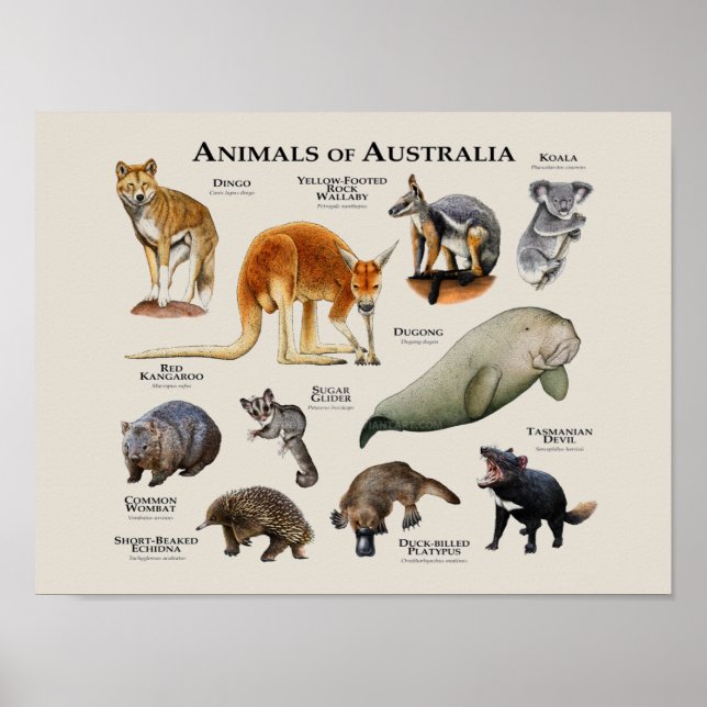 Poster Animaux d'Australie (Devant)
