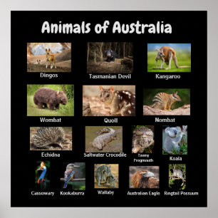 Poster Animaux d'Australie