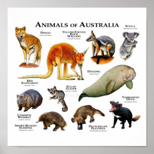 Poster Animaux d'Australie