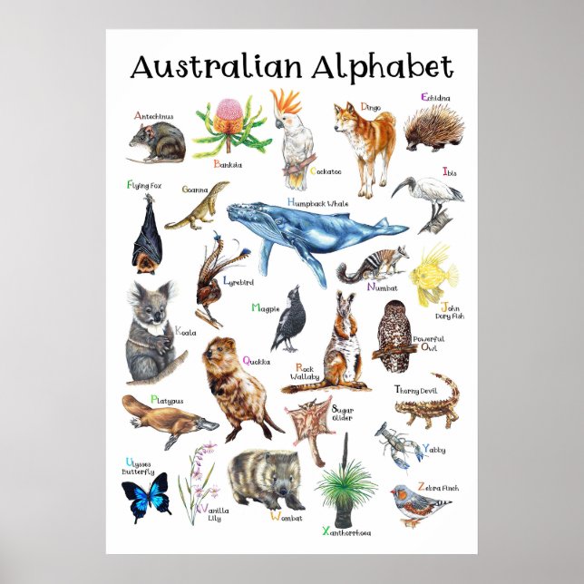 Poster Animaux d'Australie (Devant)