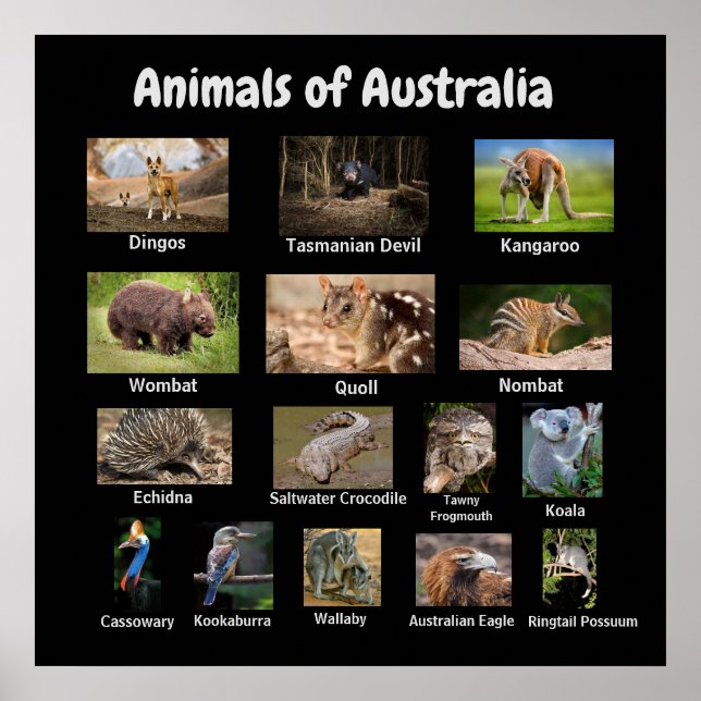 Poster Animaux d'Australie (Devant)