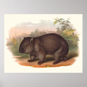 Poster Animaux D'Australie Le Wombat