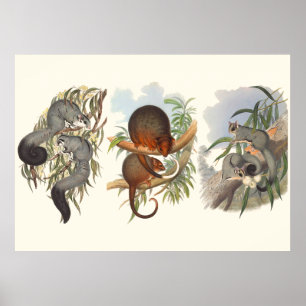Poster Animaux D'Australie Les Trois Possum