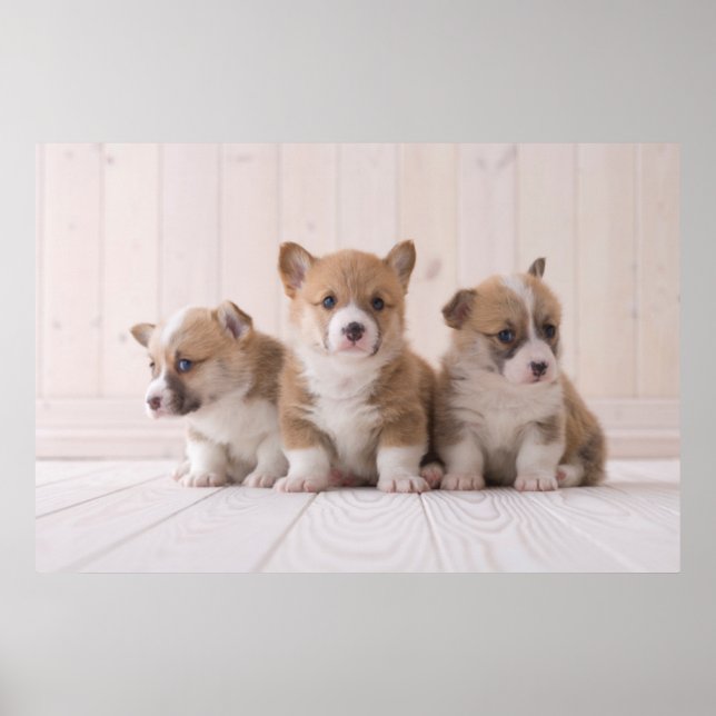 Poster Animaux de bébés cutest | 3 Baby Corgis (Devant)