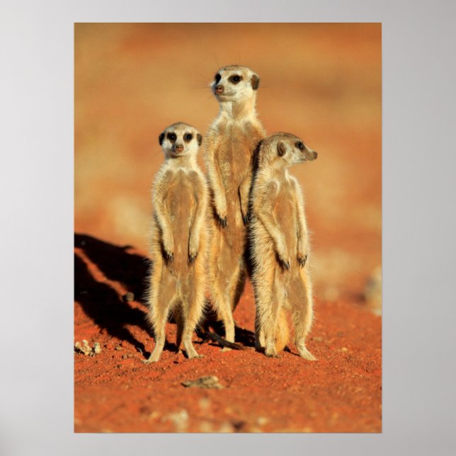 Poster Animaux de bébés cutest | 3 Meerkats (Devant)