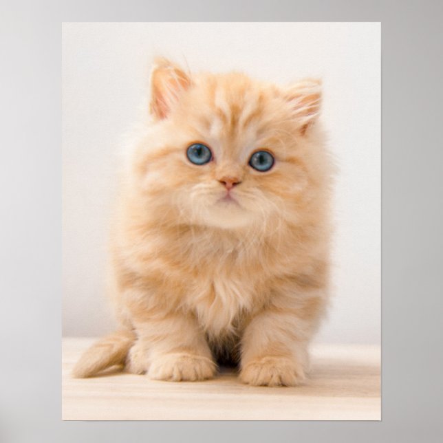 Poster Animaux de bébés cutest | A British Longhair Kitte (Devant)