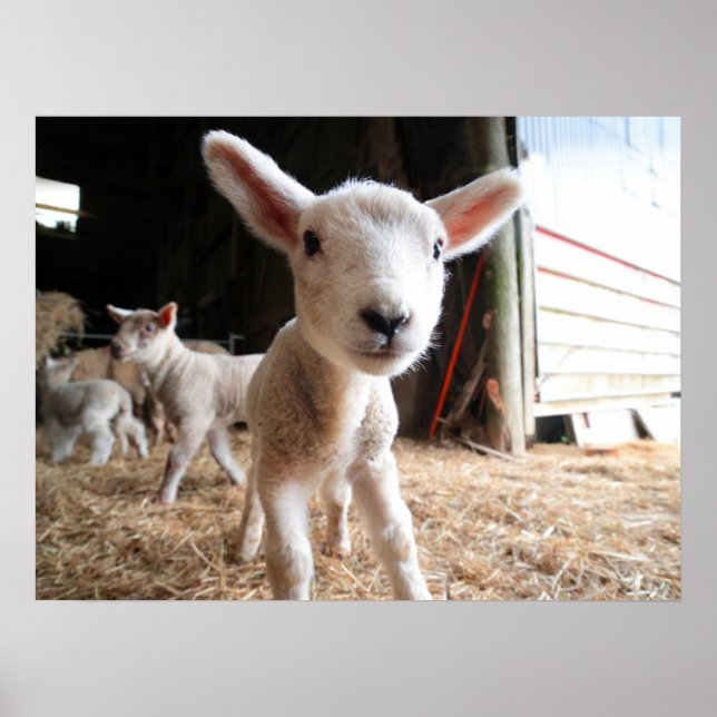 Poster Animaux de bébés cutest | Agneau mignon dans une f (Devant)