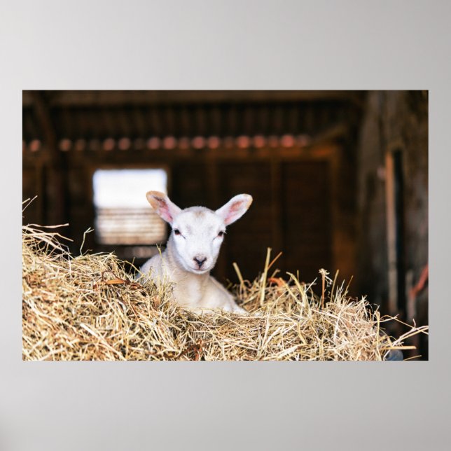 Poster Animaux de bébés cutest | Agneau nouveau-né (Devant)