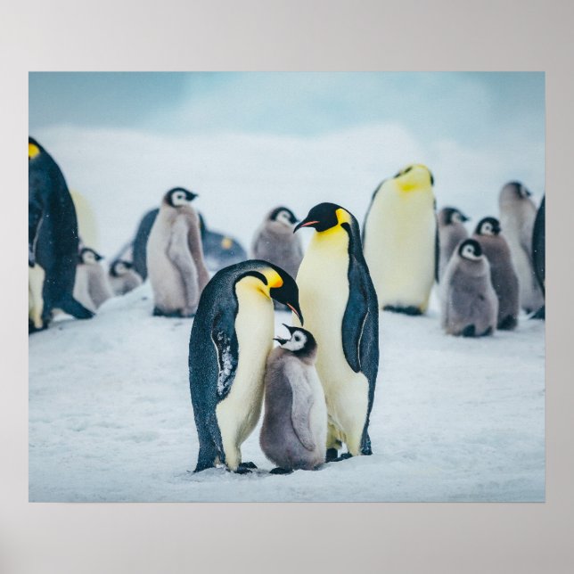 Poster Animaux de bébés cutest | Alimentation de pingouin (Devant)