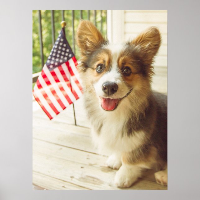 Poster Animaux de bébés cutest | American Flag Corgi (Devant)