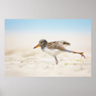 Poster Animaux de bébés cutest   American Oystercatcher C
