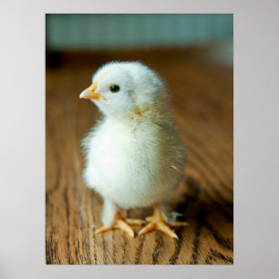 Poster Animaux de bébés cutest   Baby Chick