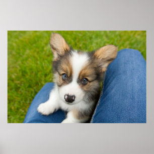 Poster Animaux de bébés cutest   Baby Corgi dans mon geno