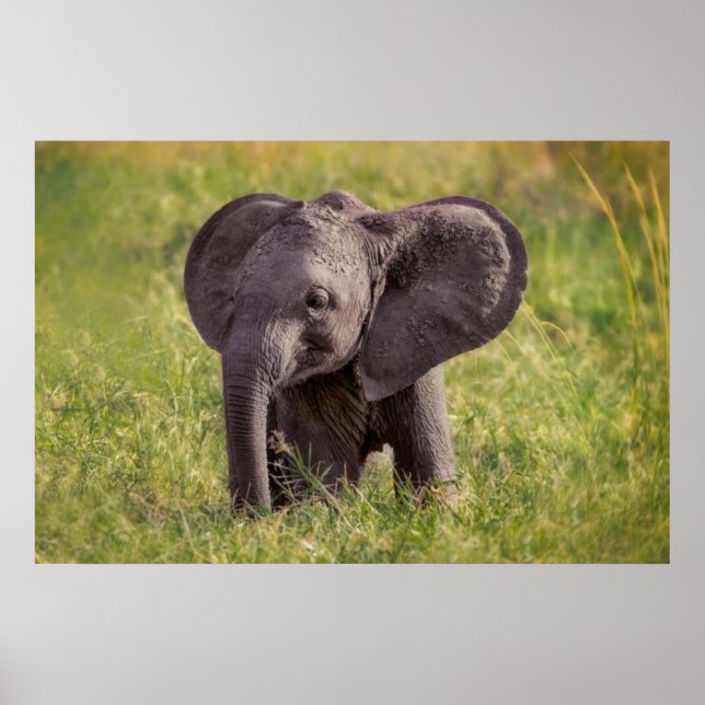 Poster Animaux de bébés cutest | Baby Elephant Kenya Afri (Devant)