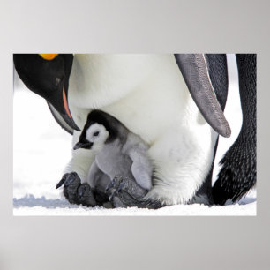 Poster Animaux de bébés cutest Baby Empereur Penguin