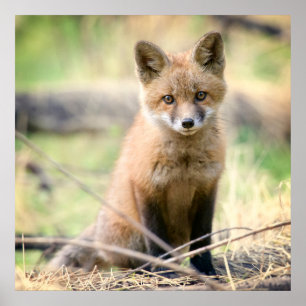 Poster Animaux de bébés cutest   Baby Fox