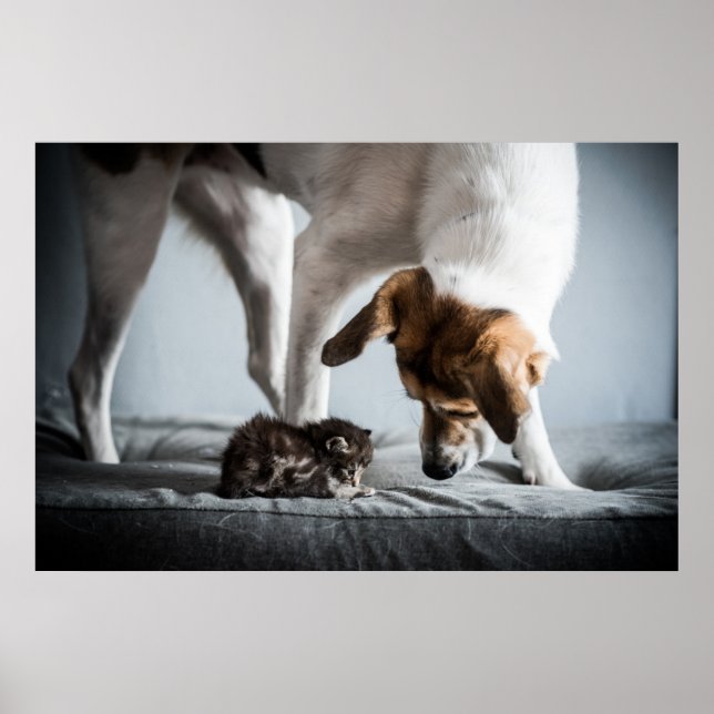 Poster Animaux de bébés cutest | Baby Kitten & Dog (Devant)