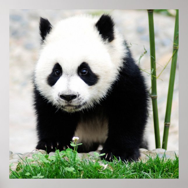 Poster Animaux de bébés cutest | Baby Panda Bear (Devant)