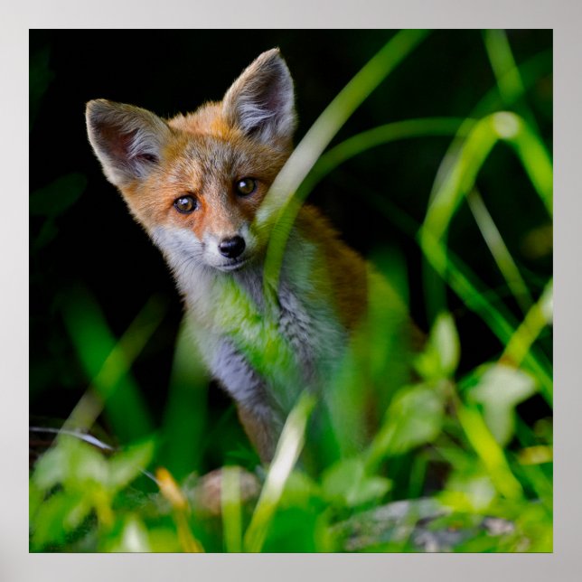 Poster Animaux de bébés cutest | Baby Red Fox (Devant)