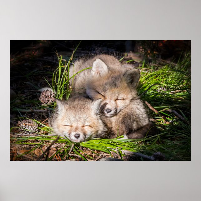 Poster Animaux de bébés cutest | Baby Red Fox Kits Sleepi (Devant)